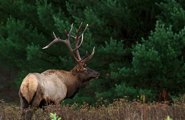 State Game Lands stag